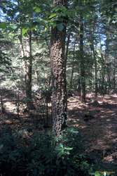Fungal tree