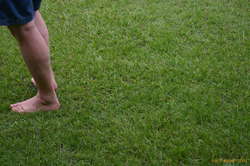 Green green grass