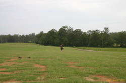 Matthew chases