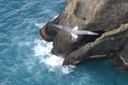 Birds and searocks