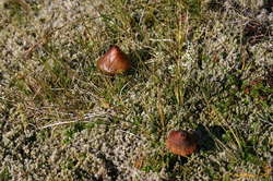 Mushrooms on Esja