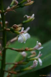 Native Ginger