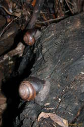 Big land snails