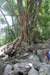 More awesome roots
