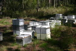 Bees!