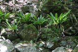 Crows nest ferns