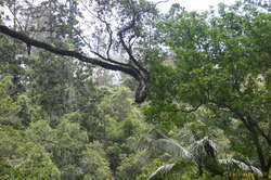 Funky branch twisty