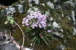 Mum's orchids again