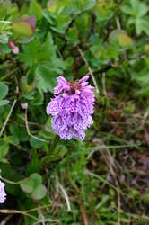 Orchid