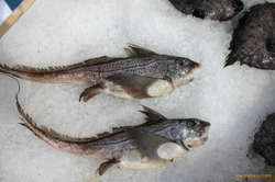 Ratfish (Geirnyt)