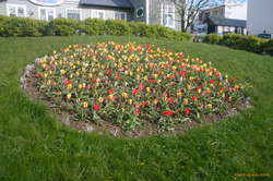 Tulips downtown
