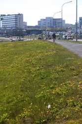 Dandelions