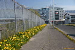 Dandelions on my way to work