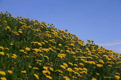The Dandelion army