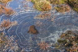 Periodic freezing