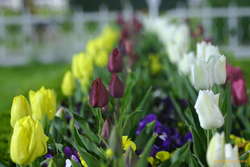 Tulips