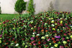 Seas of flowers
