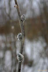 Furry plants?