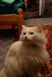 Fluffy hotel kat