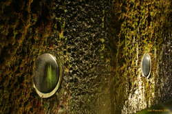 Moss monster eyes