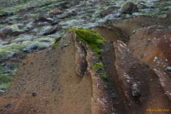 Moss on rocks