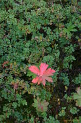 Autumn is coming!