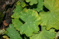 Wet leaves