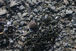 Sea urchins all along the shore
