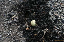 More sea urchins
