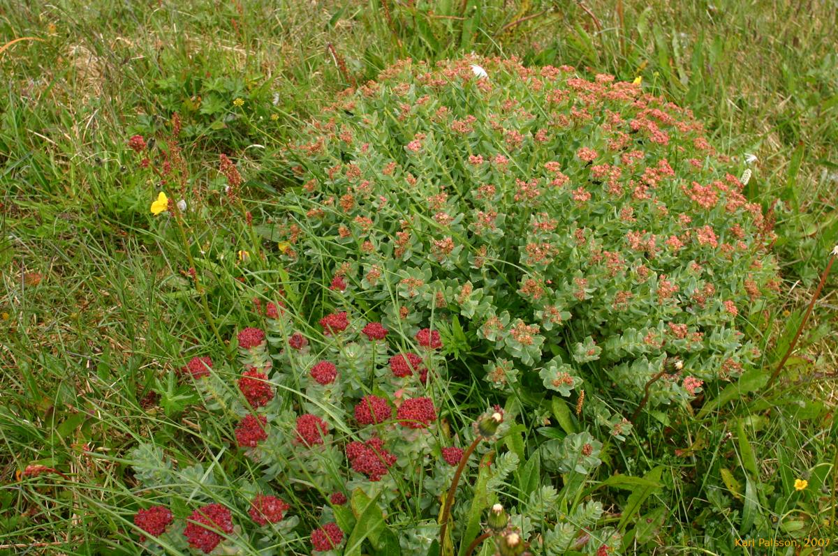 Wildflowers