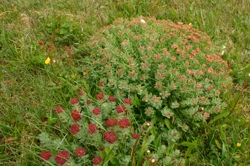 Wildflowers