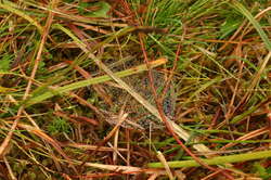 Wet spiders web
