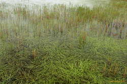 Grassy lake, north of Drífandi
