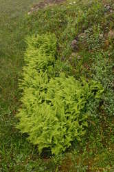 Ferns! In Iceland!
