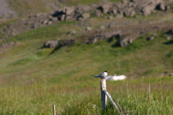 Everybody's friend, the arctic tern