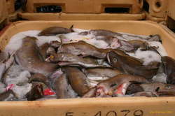 Fresh fish!
