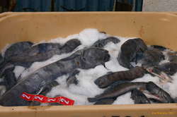 Fresh wolffish
