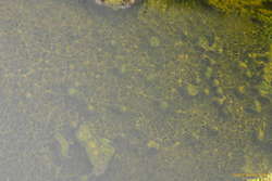 Algal structures
