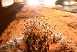 Snow outside my house
