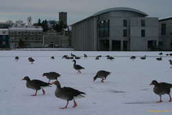 Geese on the pond
