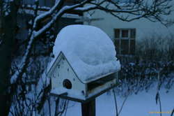 No birds now