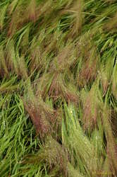 Wet grass
