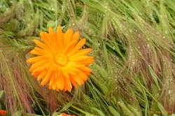 Ball of sunshine on a wet day
