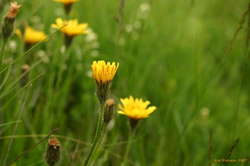 Dandelions

