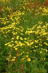 Buttercups
