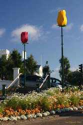 Tulips
