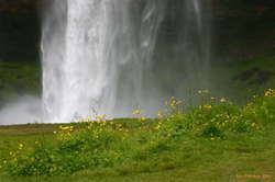 Buttercups at Seljalandfoss
