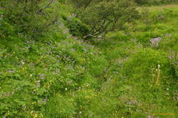 Summer flowers in Langidalur
