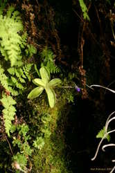 Hiding little orchid

