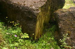 Moss on one side
